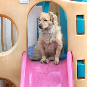 Dog on a slide Doggie Daycare The Laughing Tail Vancouver Washington