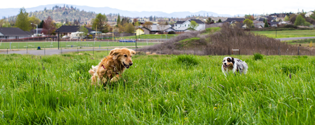 Dogs playing tag Dog Training Doggie Daycare The Laughing Tail Vancouver Washington