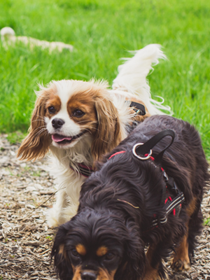 KCSpaniels_300x400.png