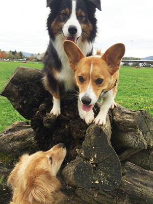3DogPile_300x400.png