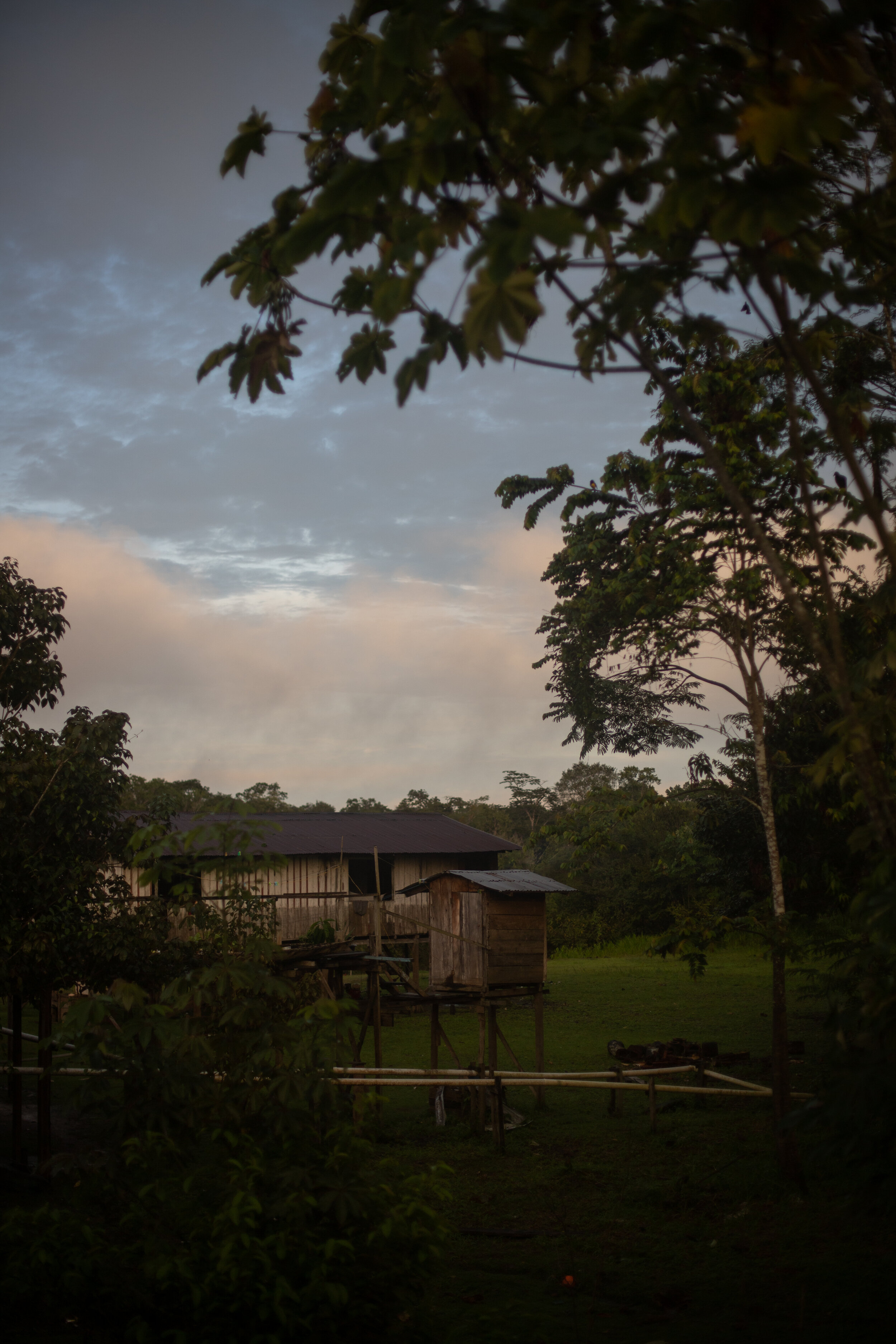 Amazon Landscape
