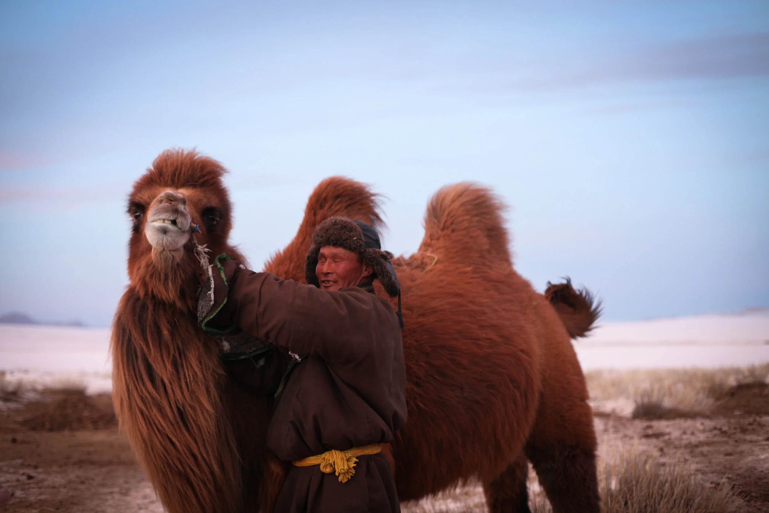 Mongolian Camel.jpg
