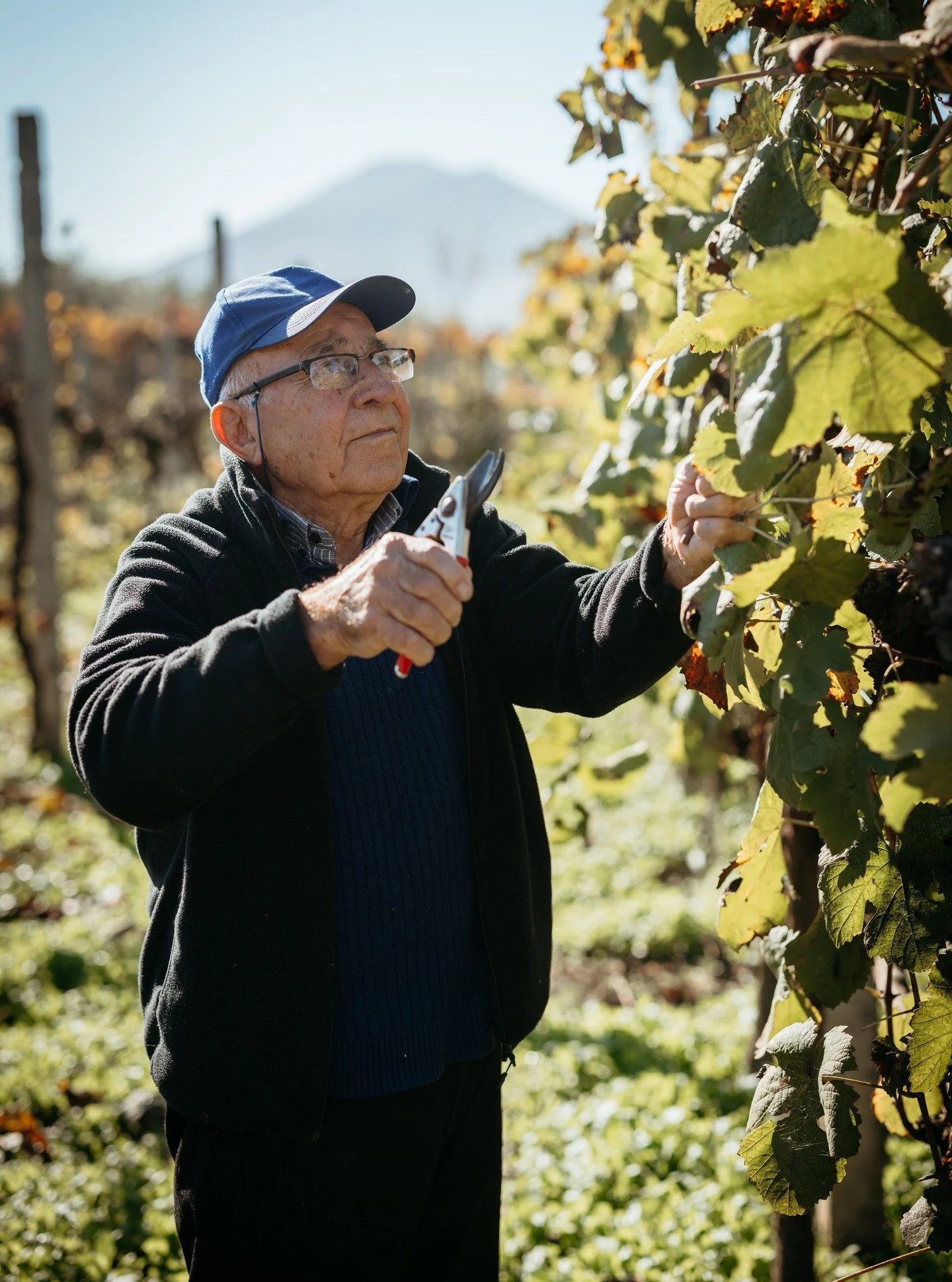 SNEAK PEEK: This man spends his days tending to the grapes at his family's winery. 

The winery is a large-scale family operation and his area of enthusiasm is in making raki (a very strong fruit brandy &amp; the national spirit of Albania).

The win