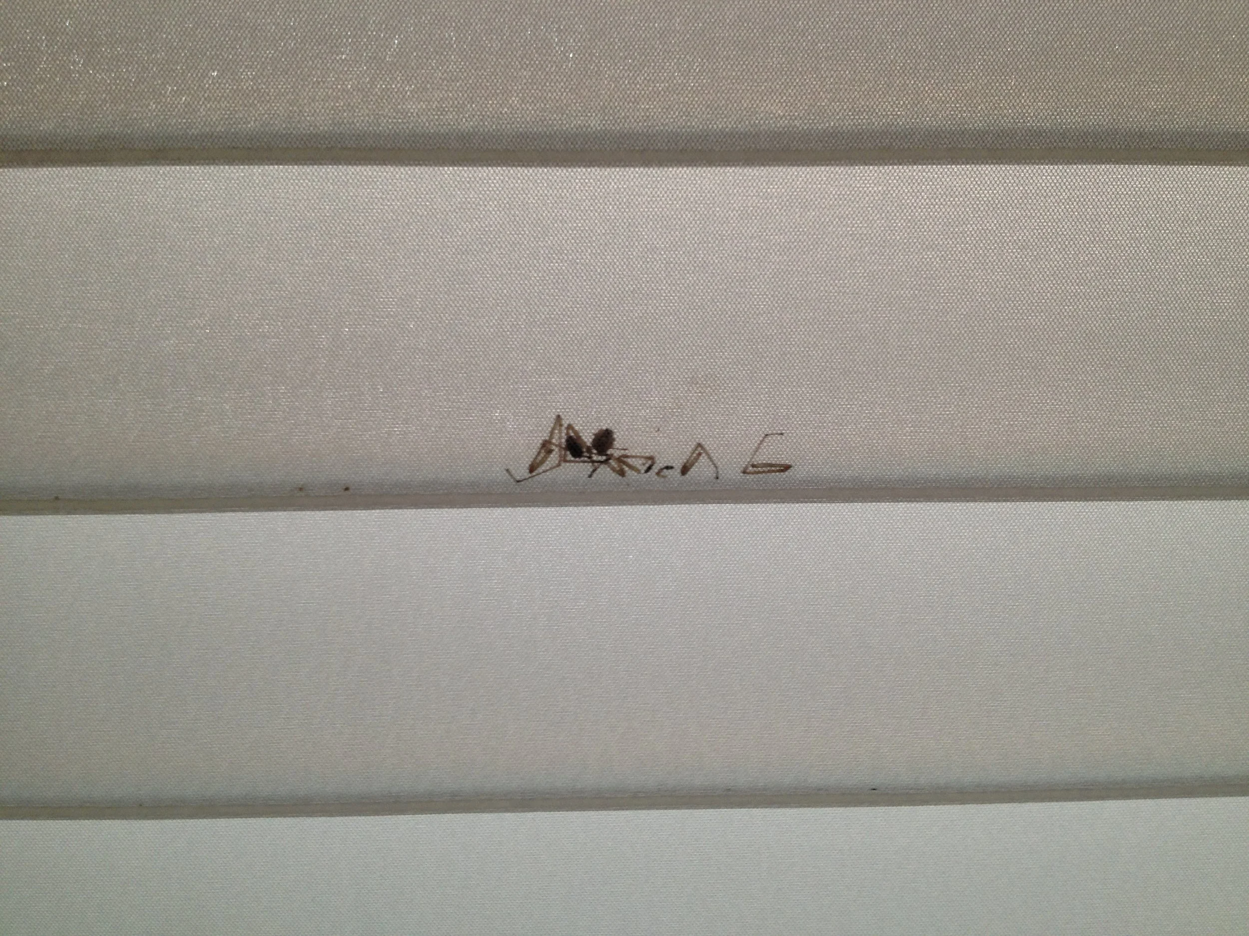 SPIDER IN BLINDS.JPG