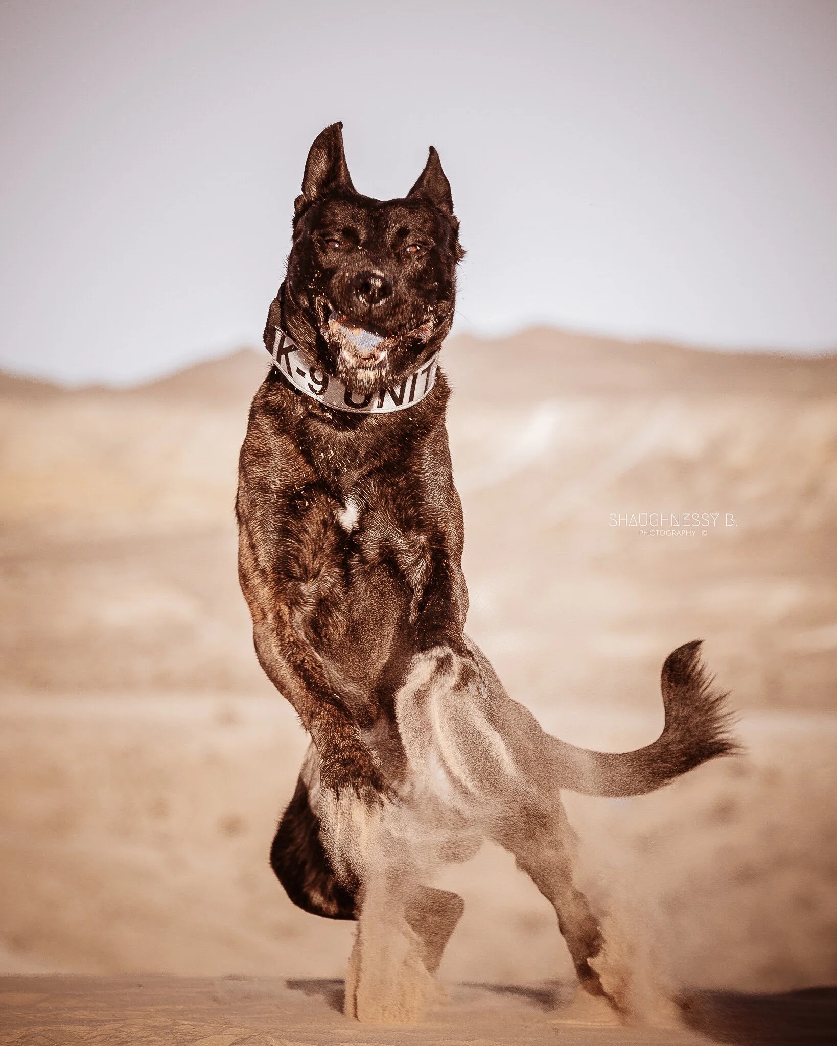 WEB-ww-Veronica Lees- K9 Session_09_ShaughnessyB.Photography.jpg