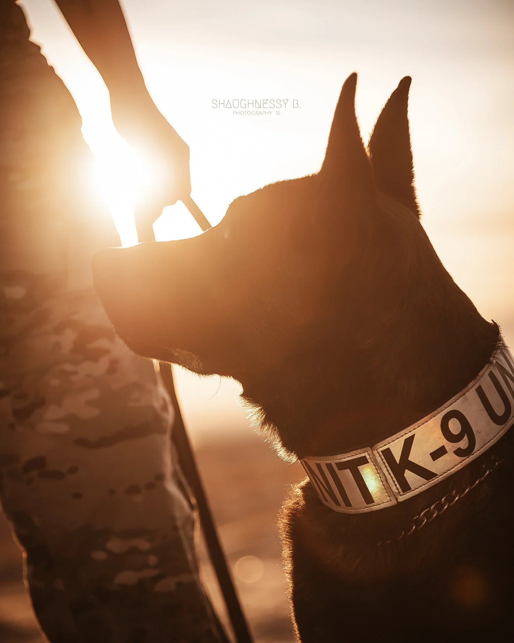 WEB-ww-Veronica Lees- K9 Session_07_ShaughnessyB.Photography (1).jpg