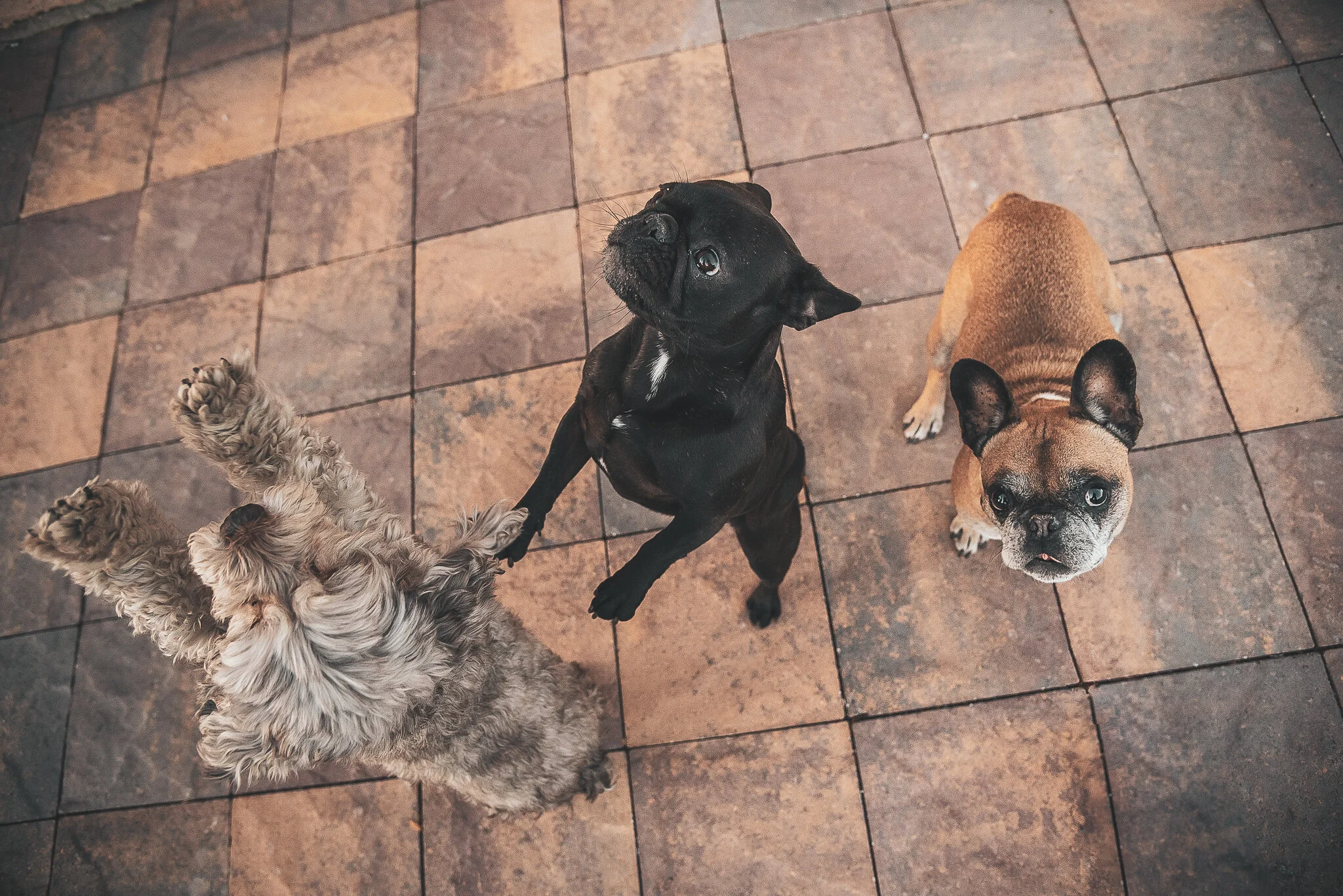 WEB-nw-AlyssaBerg_DogPhotos_ShaughnessyBPhotography-05.jpg