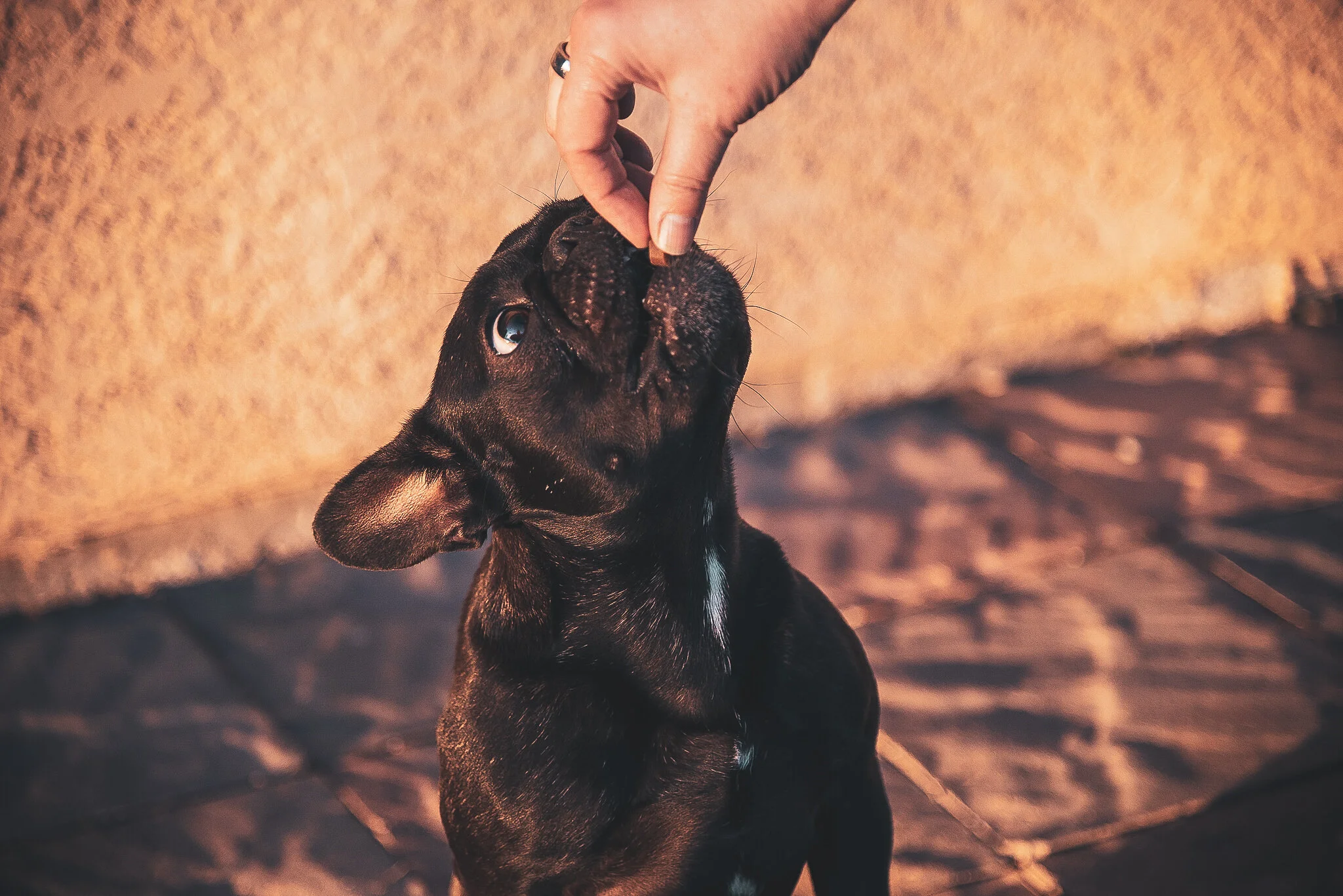 WEB-nw-AlyssaBerg_DogPhotos_ShaughnessyBPhotography-03.jpg