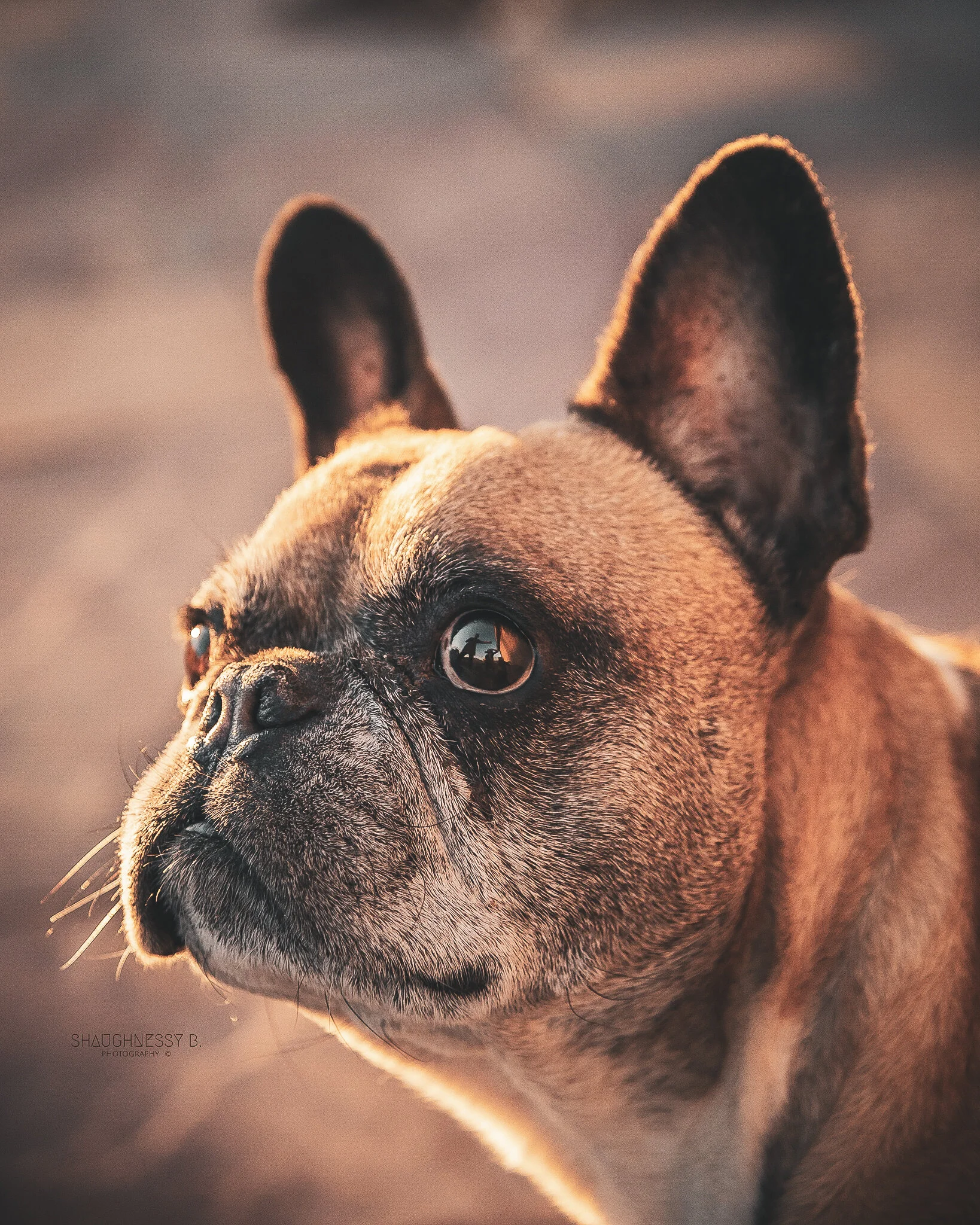 WEB-ww-AlyssaBerg_DogPhotos_ShaughnessyBPhotography-06 (1).jpg