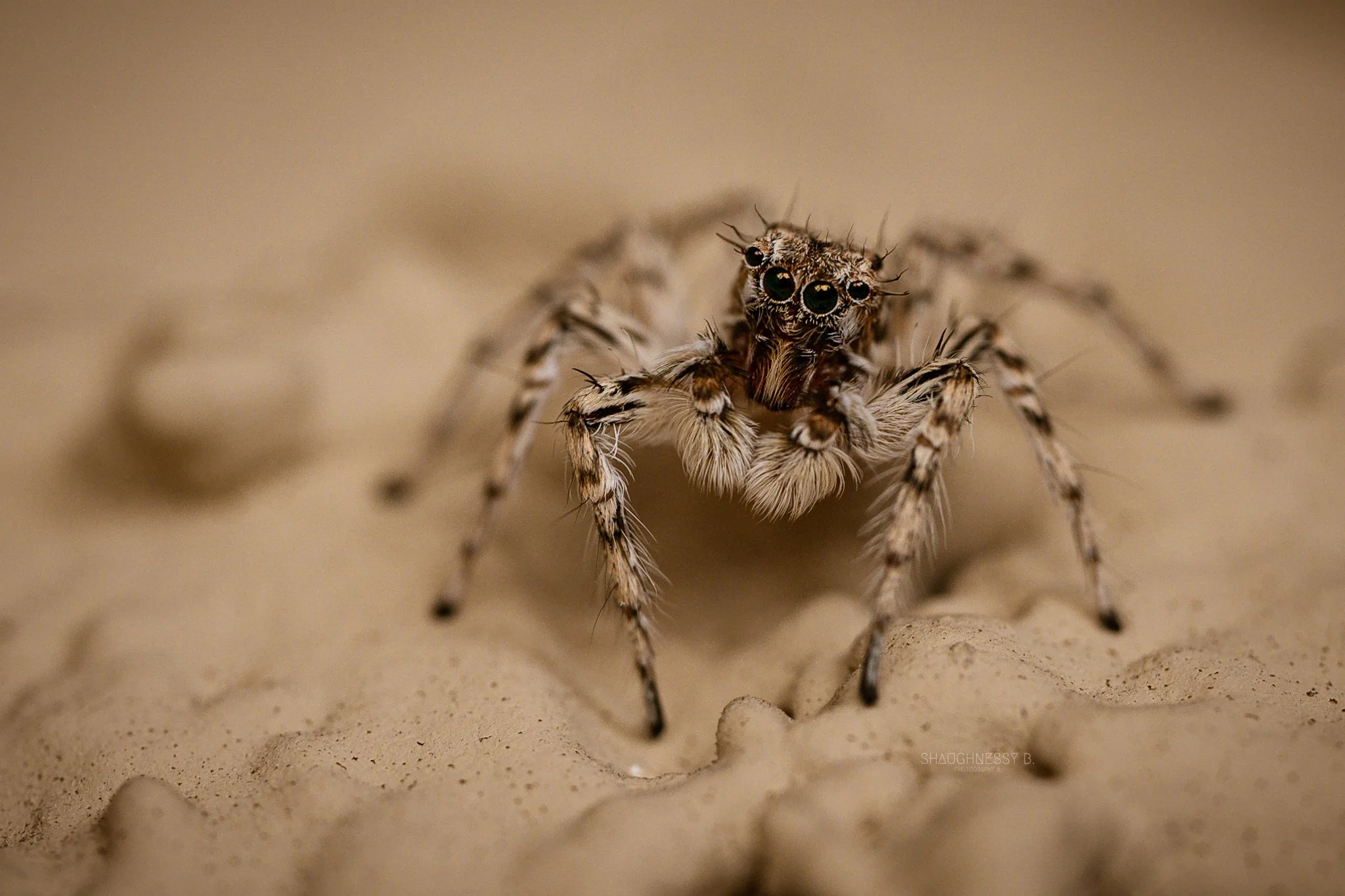 WEB-ww_LighterJumpingSpider_ShaughnessyBPhotography-3.jpg