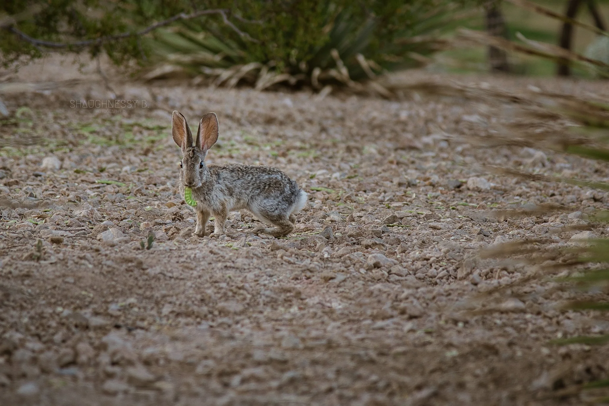 WEB-ww__06-27-22-ExplorationPeakPark_ShaughnessyBPhotography-01.jpg