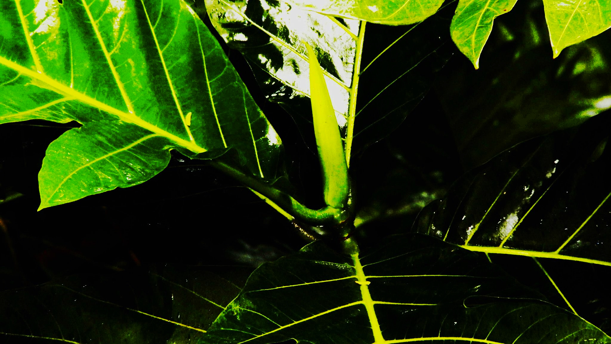 perfect green