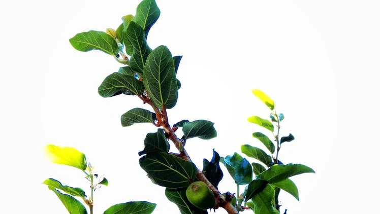 Light On The Fig Tree 2012