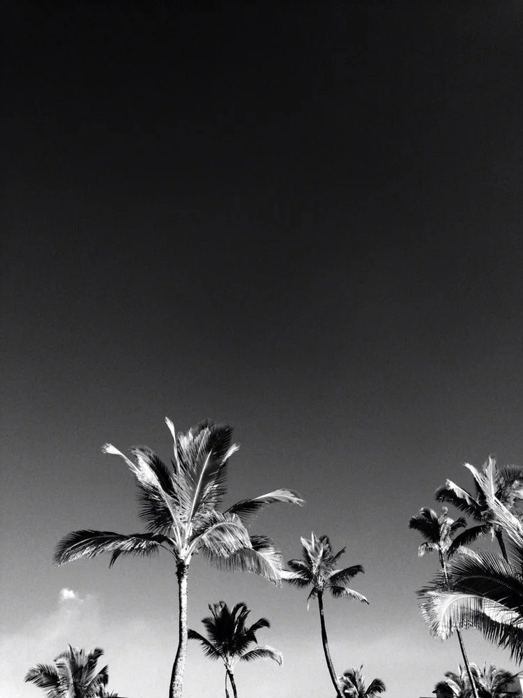 dramatic palms