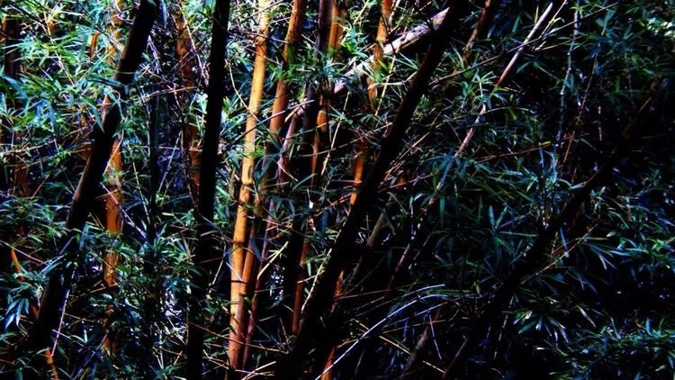 natural bamboo