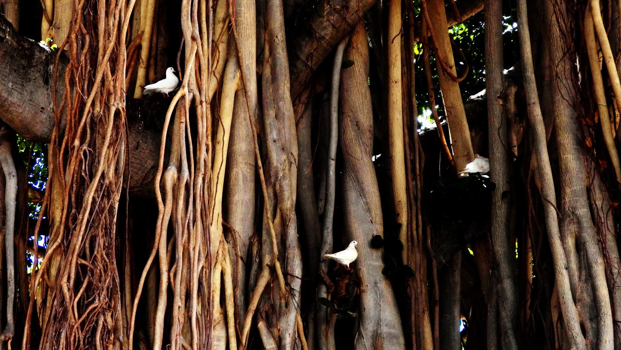 doves in the banyan