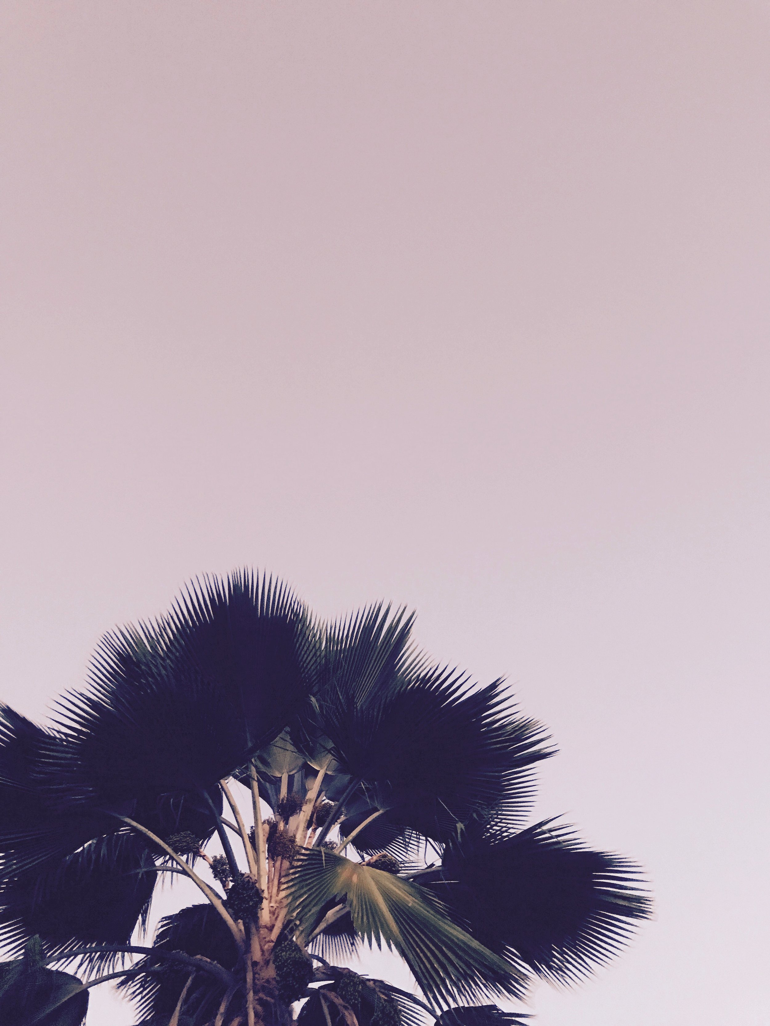 Palm vintaged