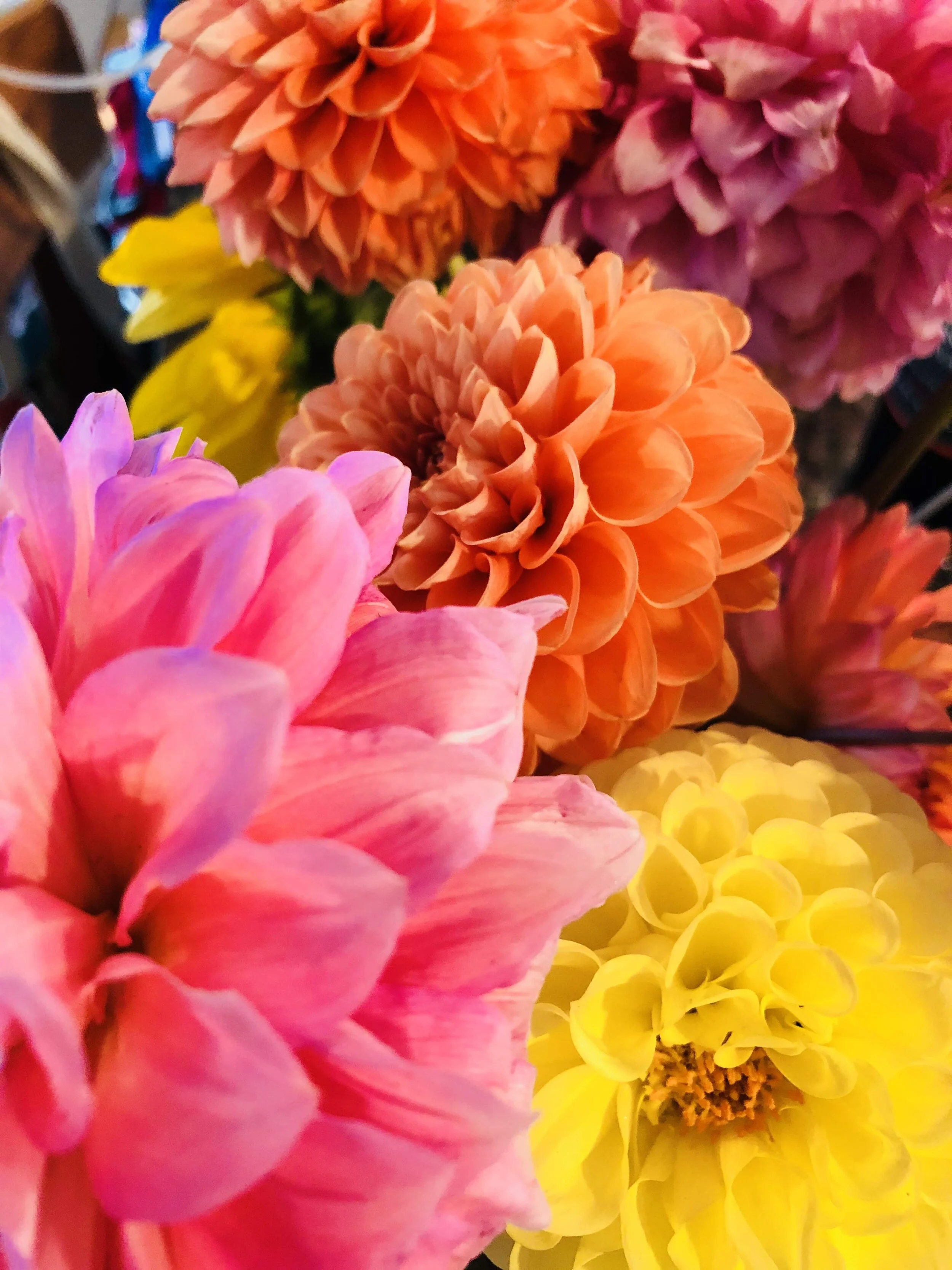spring dahlias