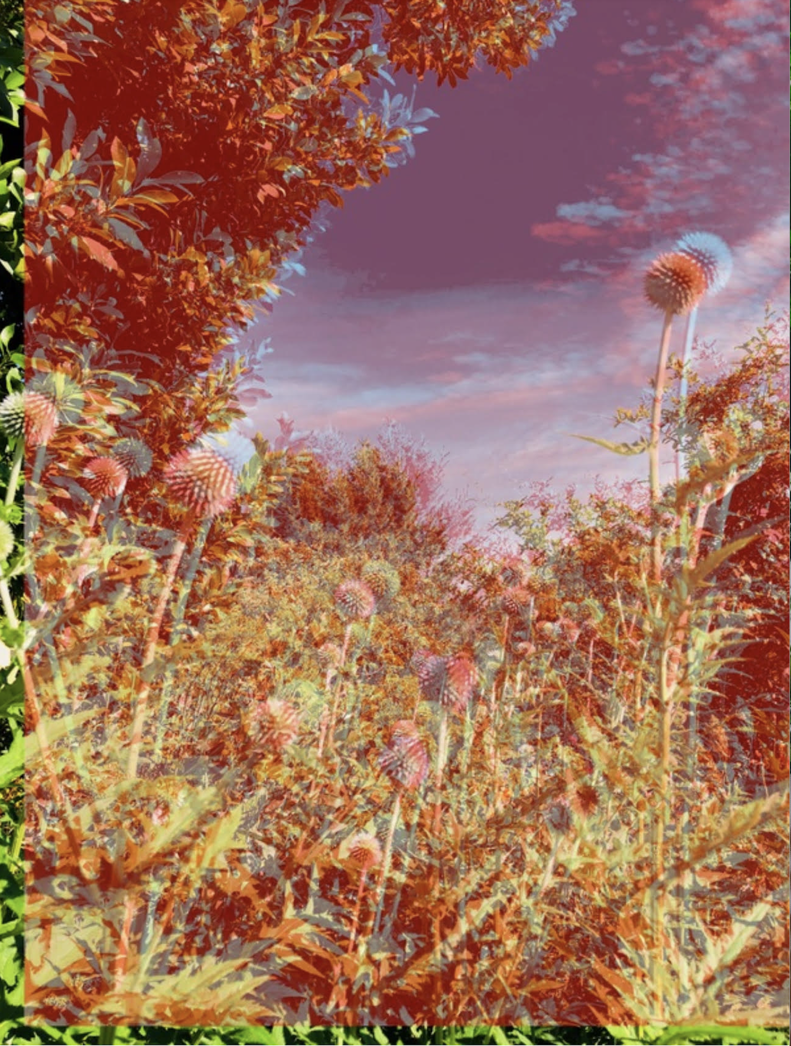 Fever Dream