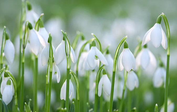 where-to-see-snowdrops.jpg