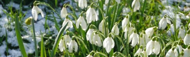 snowdrops-header-1170x357.jpg