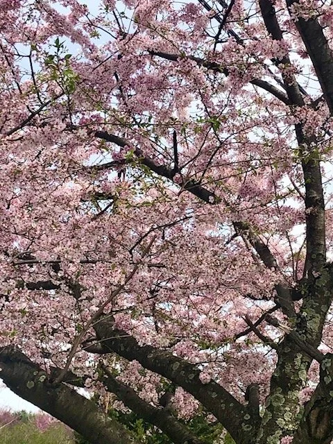 Saturday Morning Zazen & Chat Online