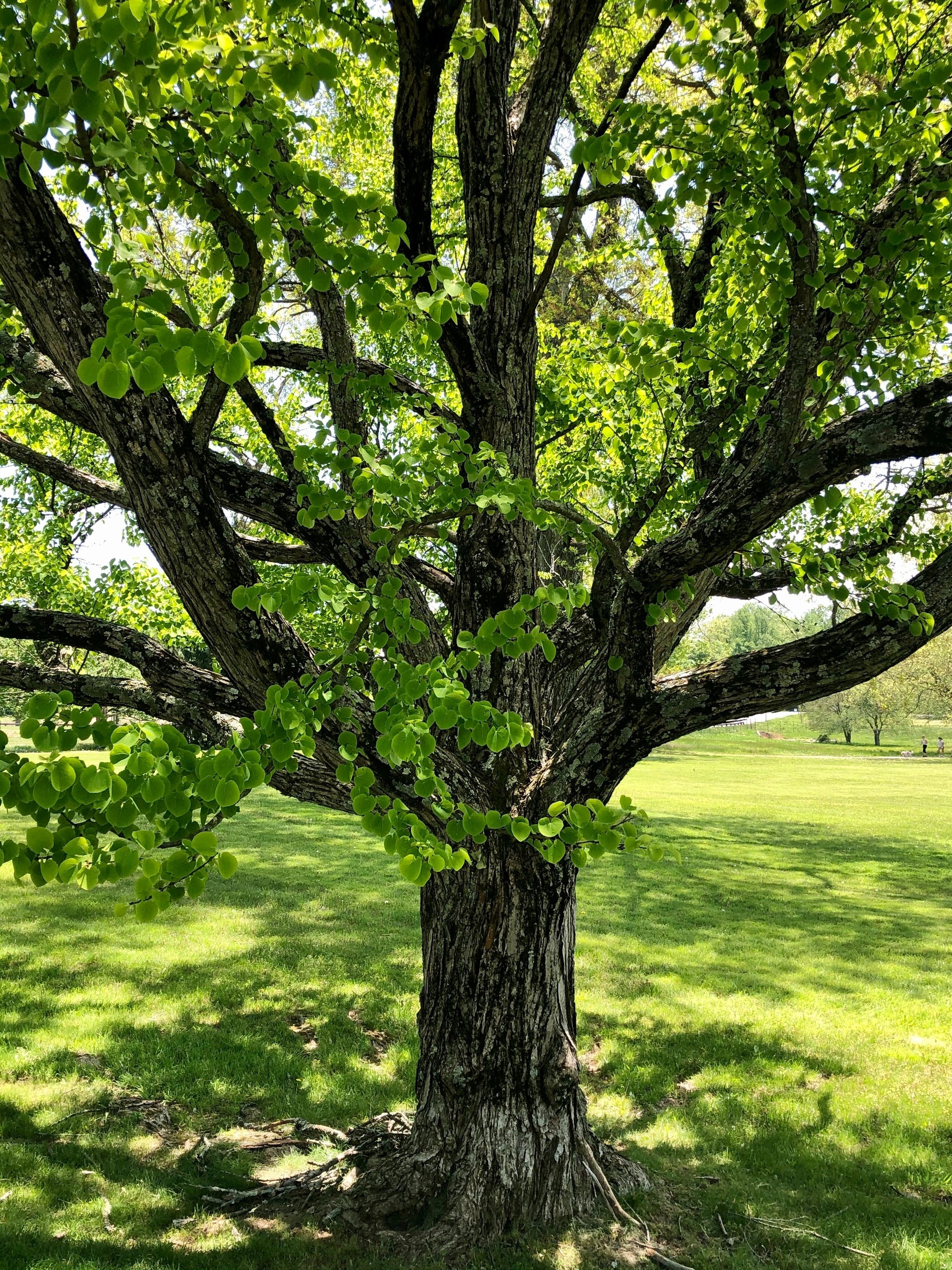 Monday Morning Zazen Online Only