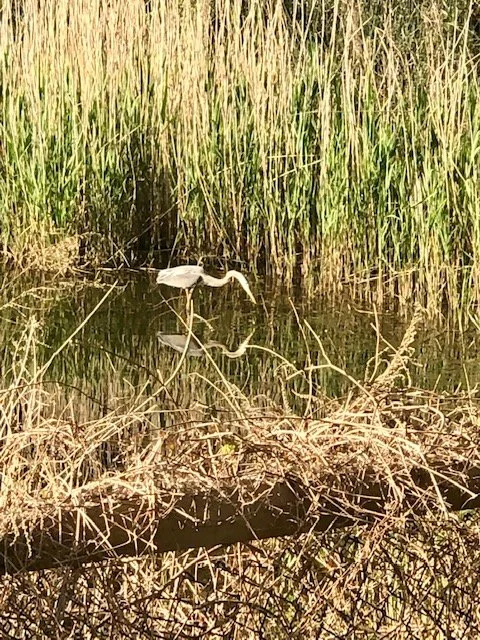 Thursday Morning Zazen Online