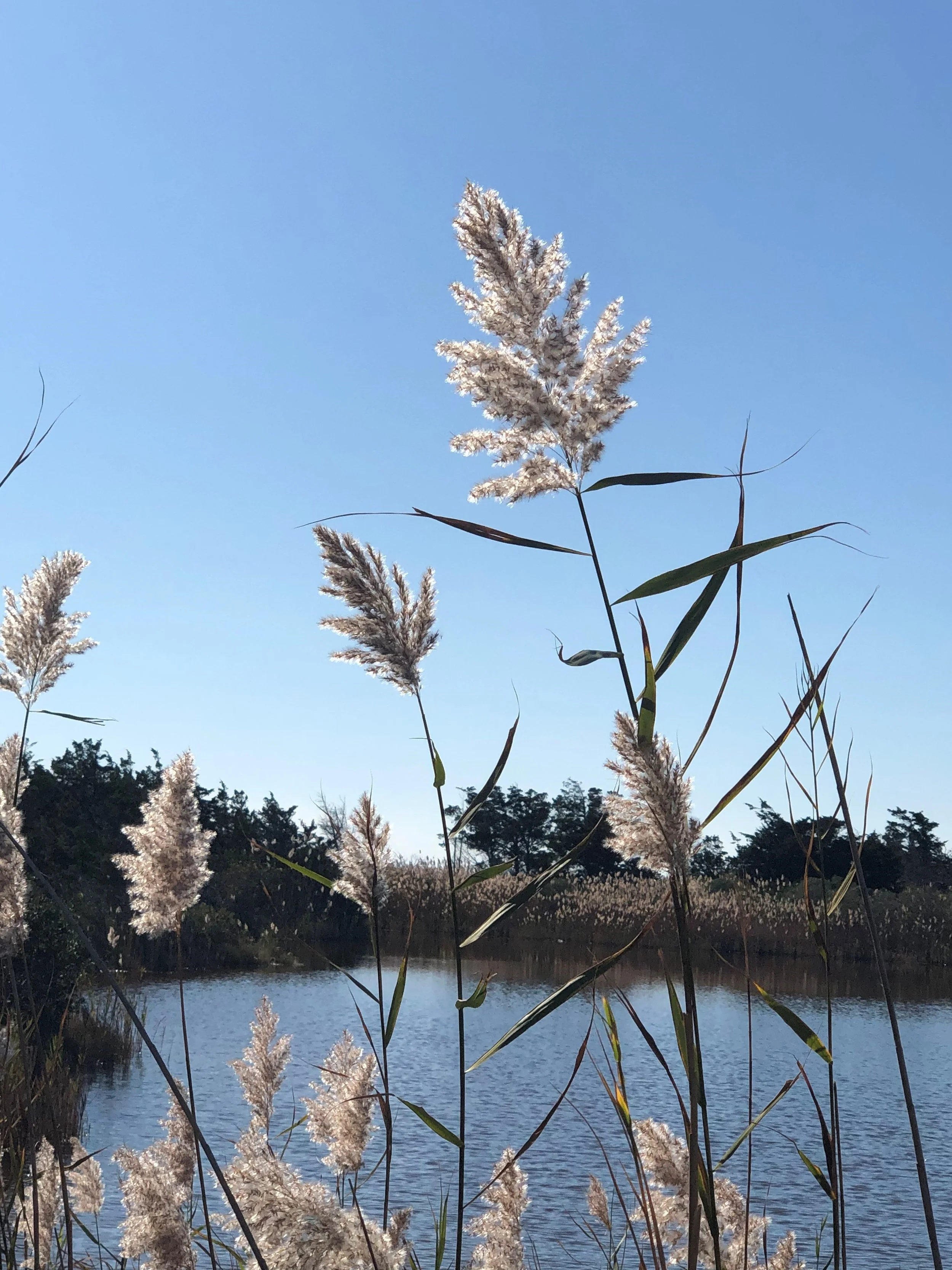 Thursday Morning Zazen Online