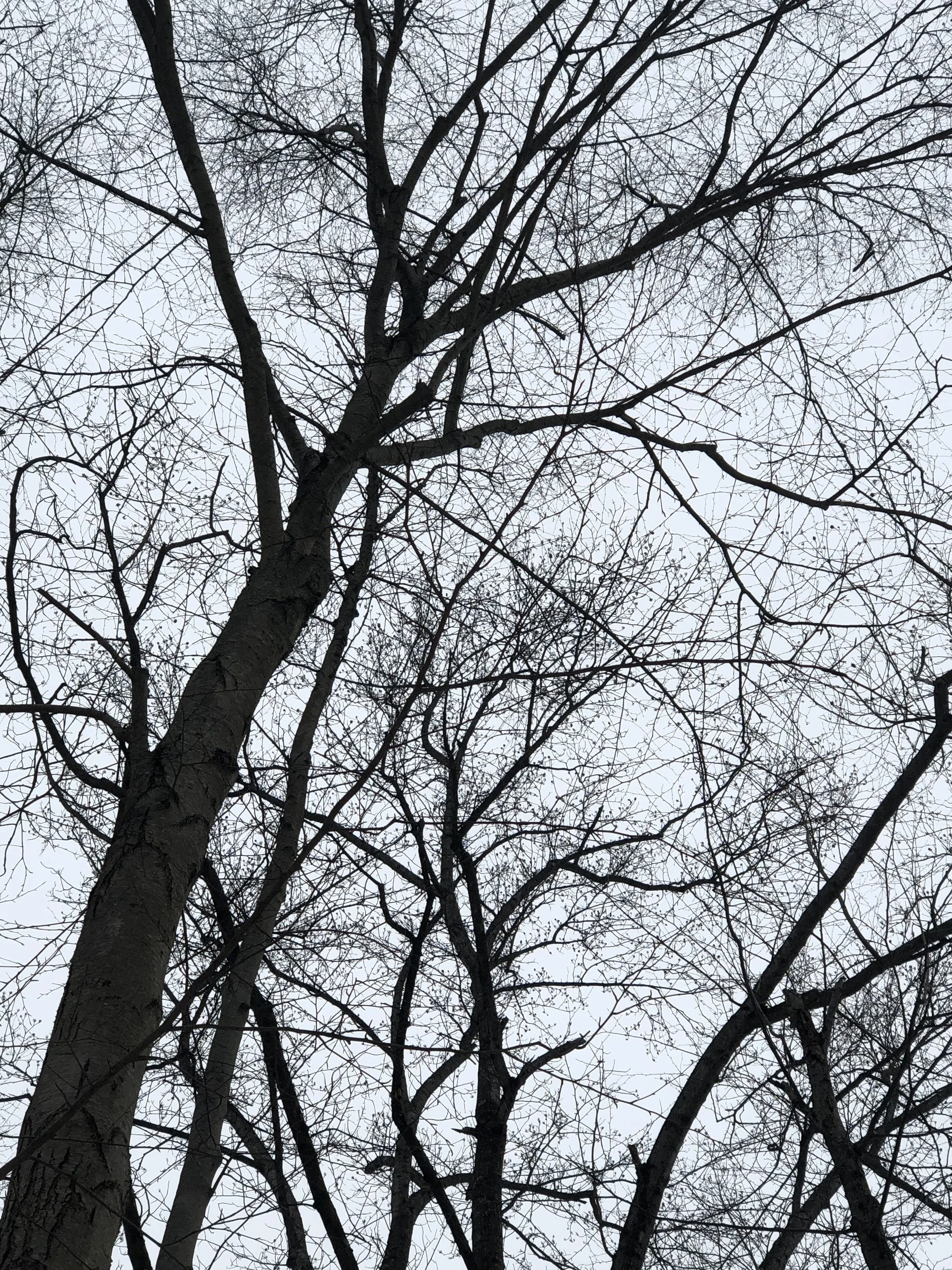 Saturday Morning Online Zazen & Chat