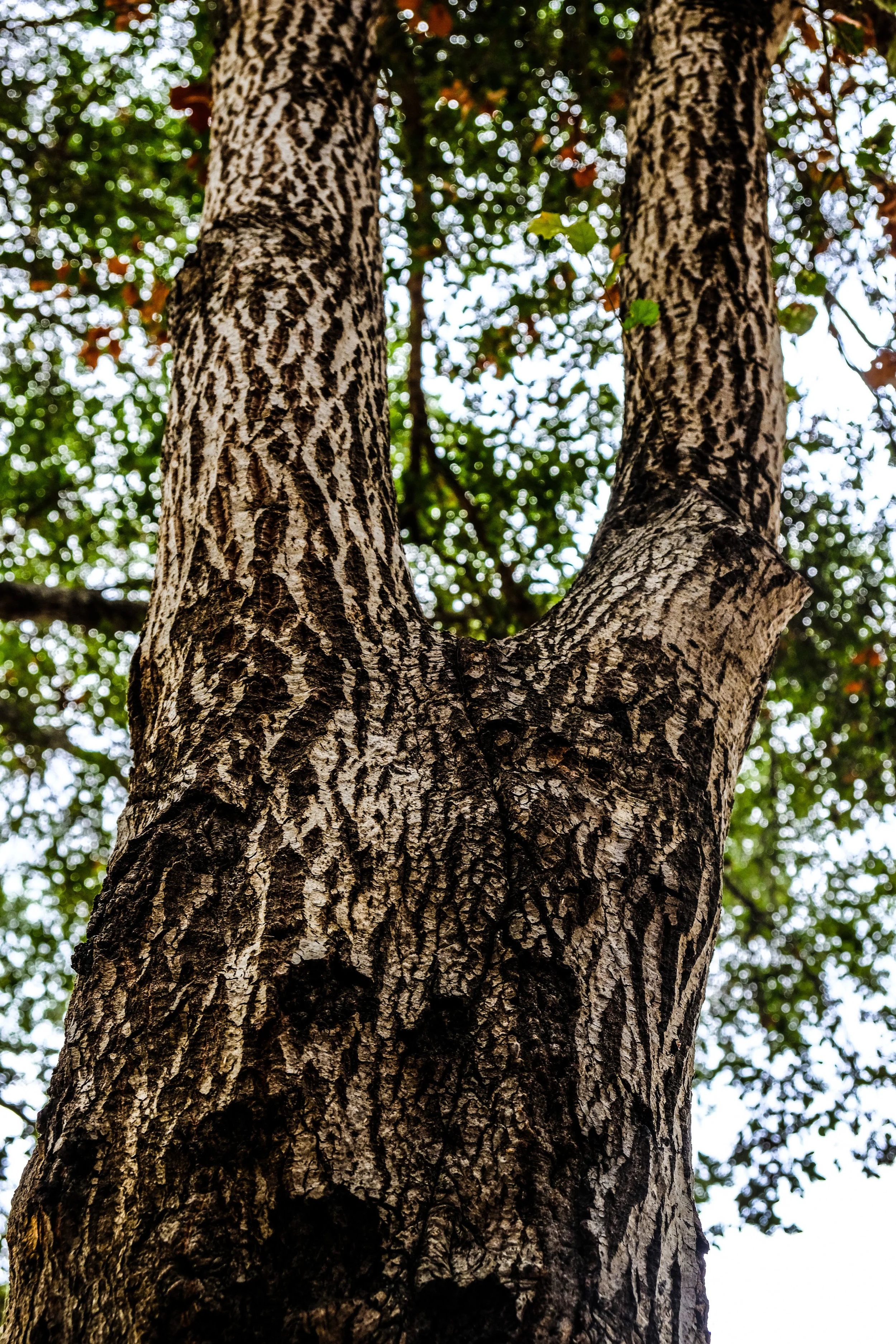 DSCF8090.jpg