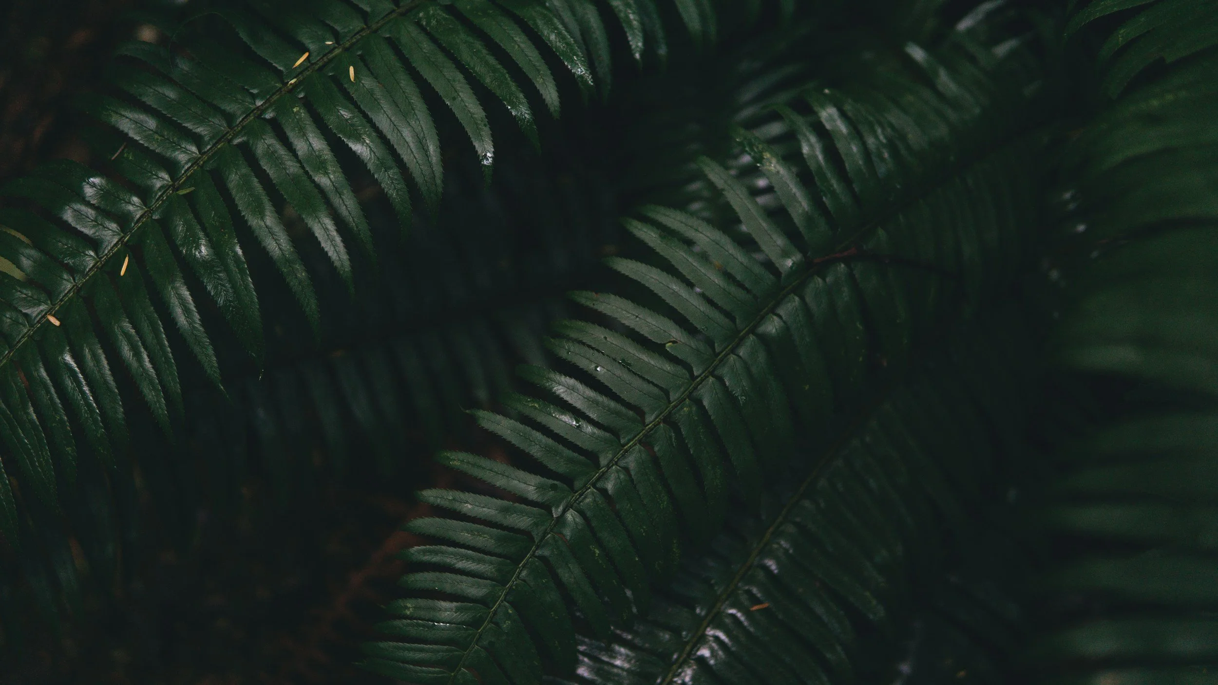 Close-up of dark green fern leaves, glossy and layered.