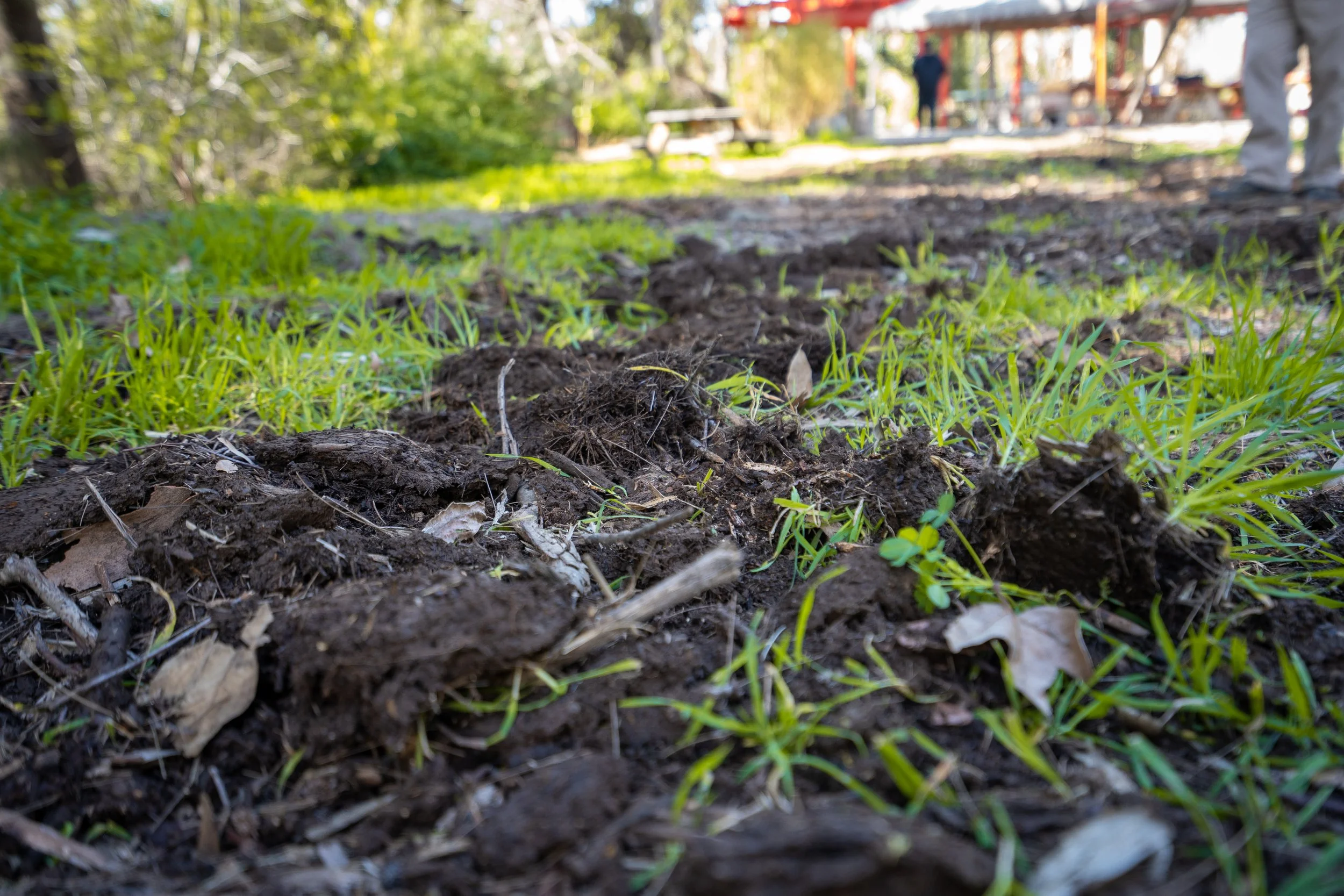 Japanese Garden Restoration 2/3/2023