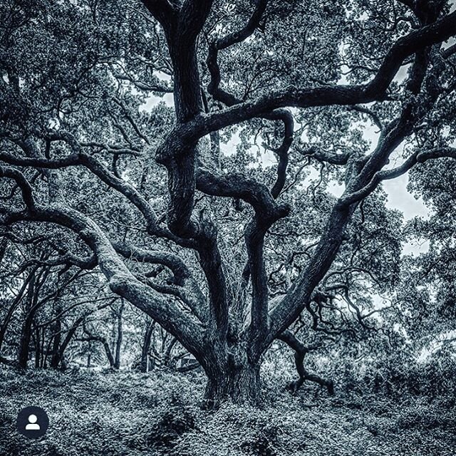 The live oak trees on NC&rsquo;s coast - nothing like them! Great shot, @nsqr. #liveoaks #nccoast #brunswickbeaches #visitnc #flora