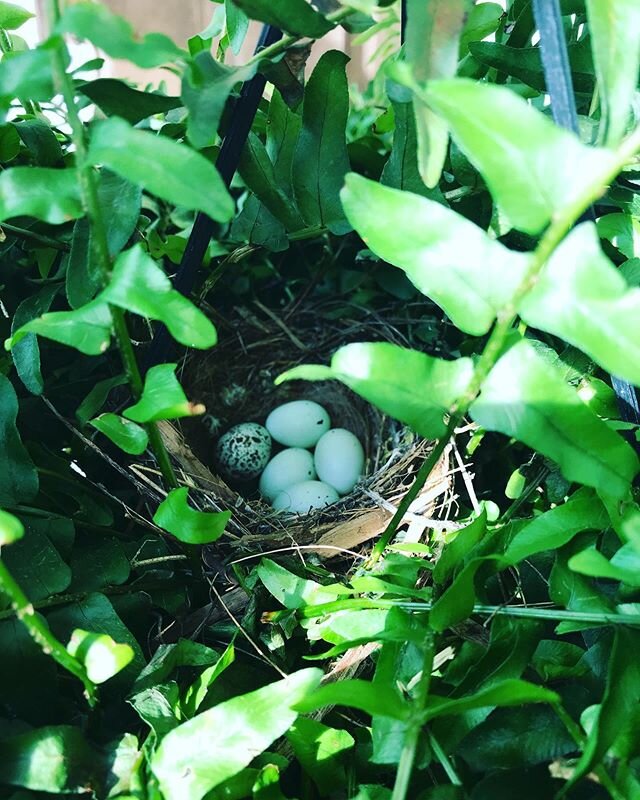New things in the porch fern!