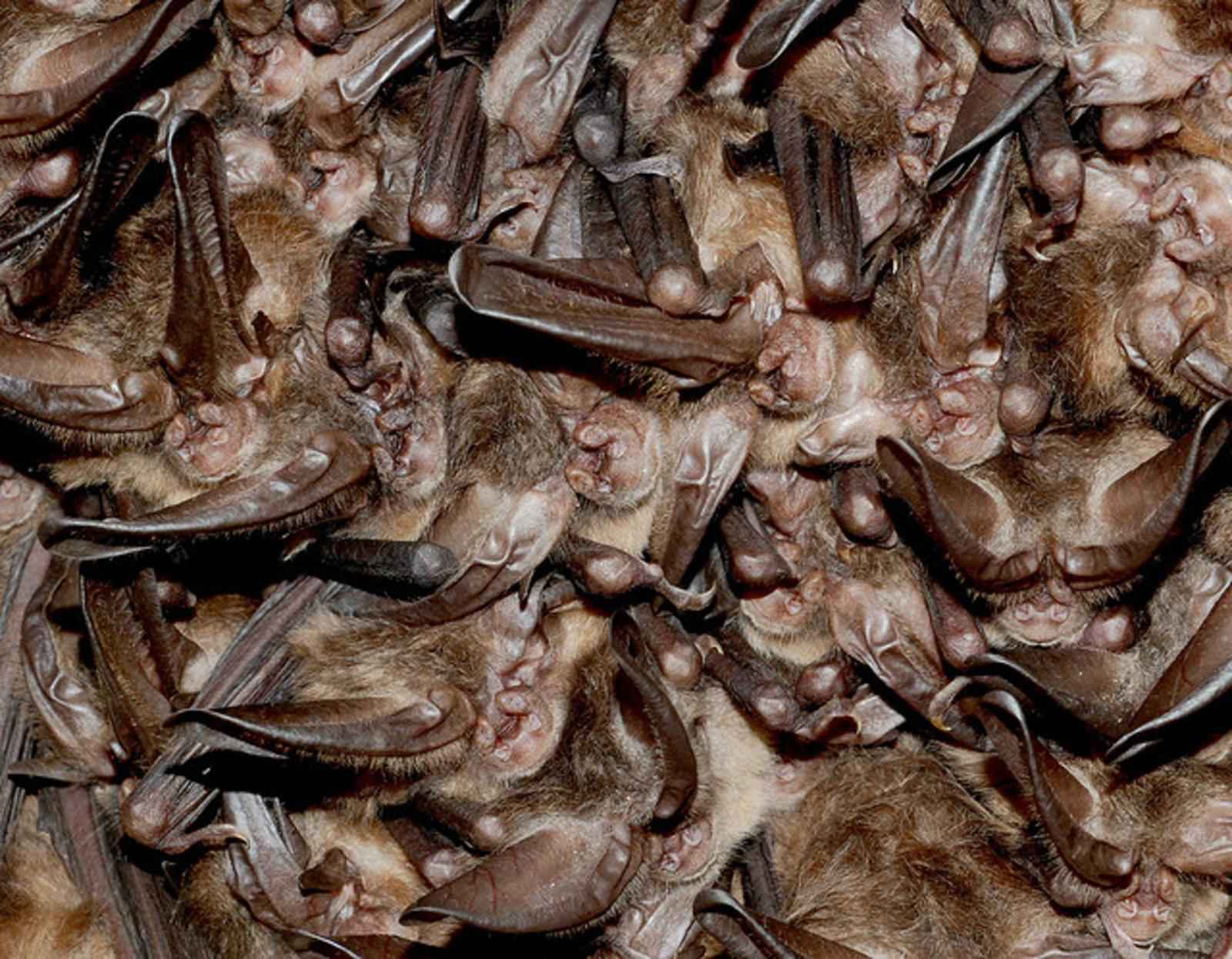 Cluster_of_hibernating_virginia_big_eared_bats.jpg