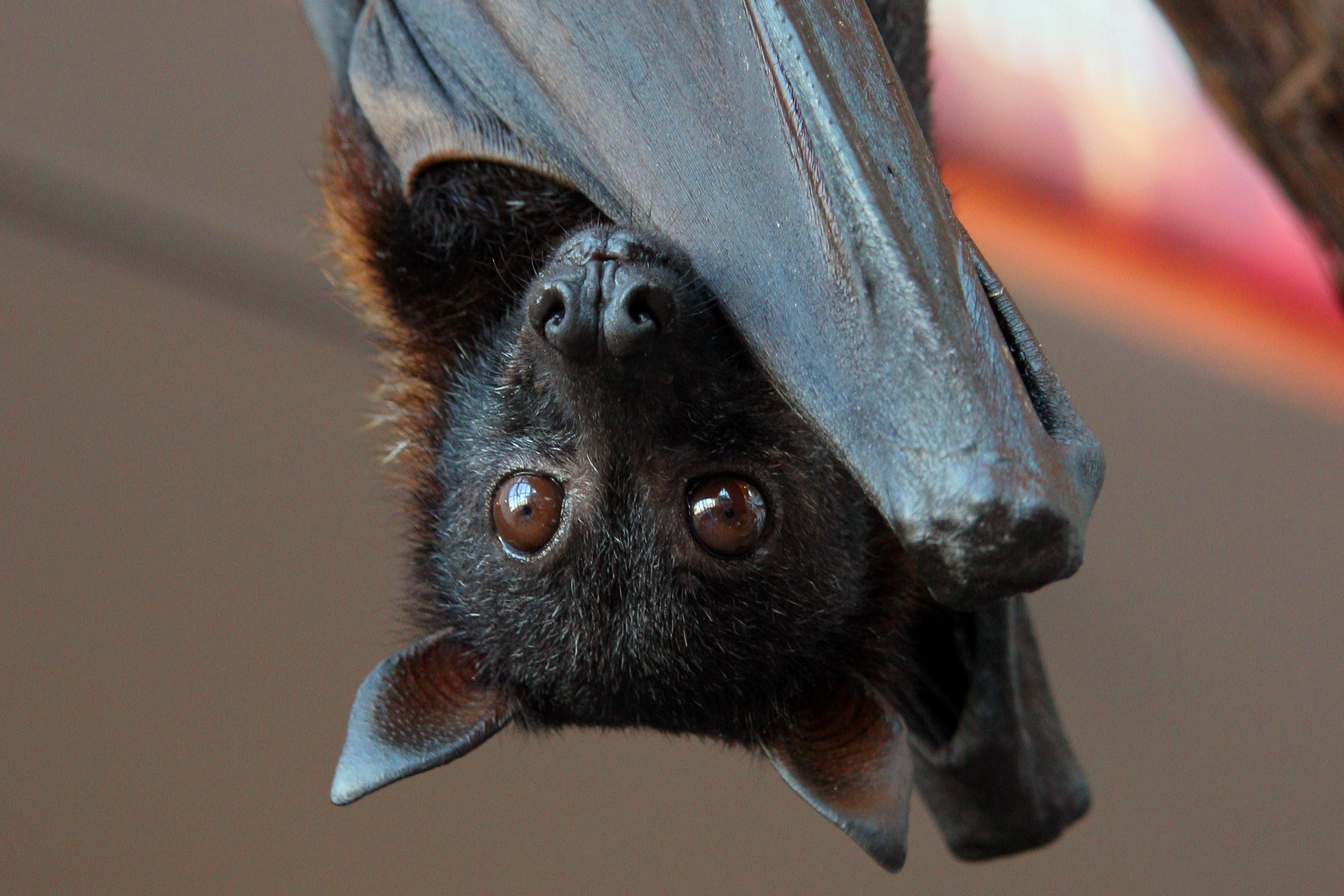 Malayan-flying-fox-Pteropus-vampyrus-Andrea-Janda.jpg