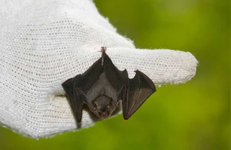 Mongabay News