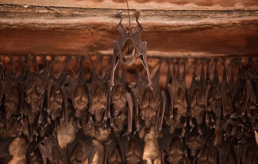 Africa Geographic Magazine