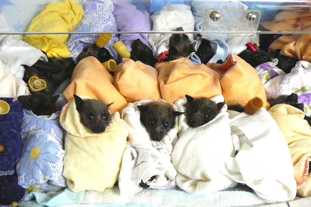 Crib full of abandoned babies rescued by Wildcare Australia in care at The Bat Hospital. Credit: Wcawikinfo