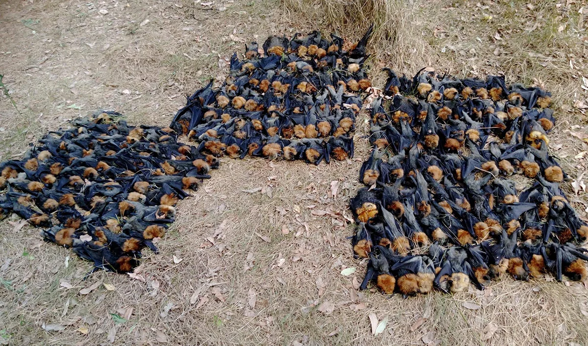 Australian Geographic