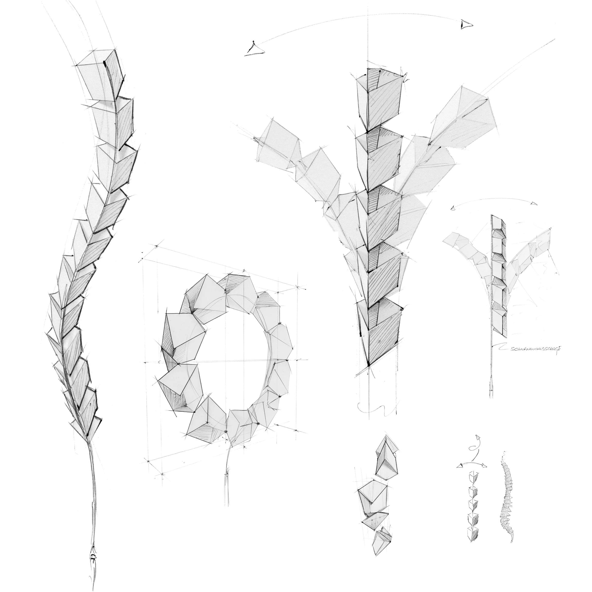 PBOX_Vertebra_Sketches.jpg