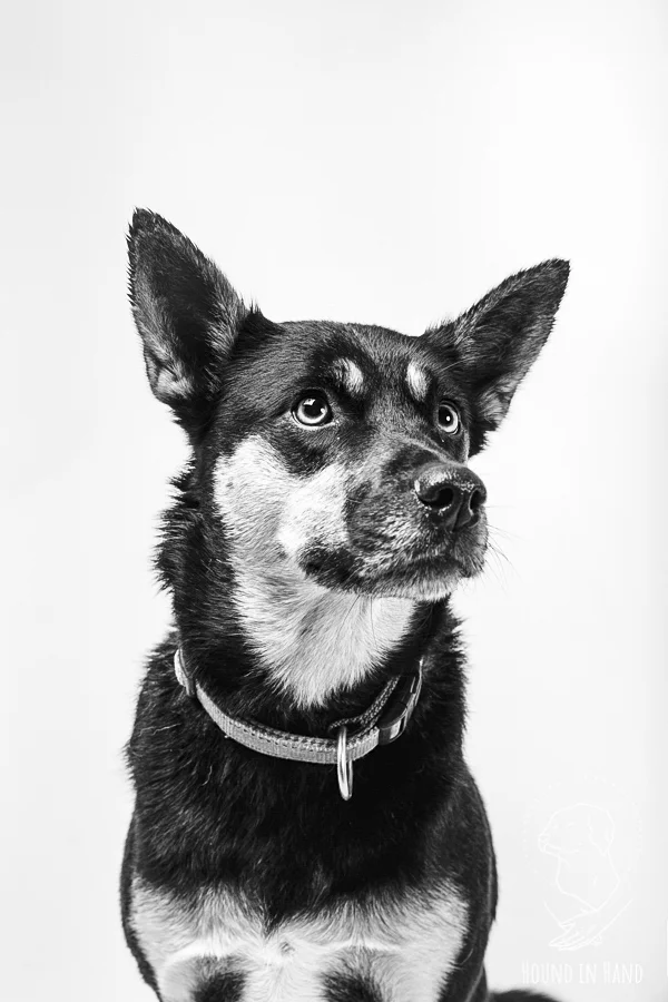 Safe Pets Safe Families Fundraiser