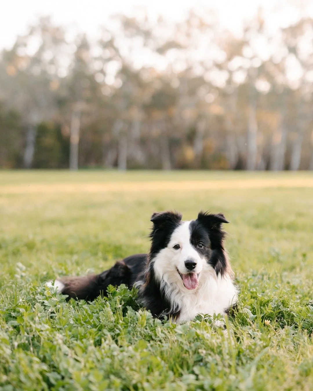 &ldquo;Bella is sweet but spirited, gentle and patient but also cheeky and playful. She&rsquo;s got a little sass, knows what she wants, and knows exactly how to get it."
Sounds like my kind of gal.
Bella&rsquo;s dog-blog is live and ready for y
