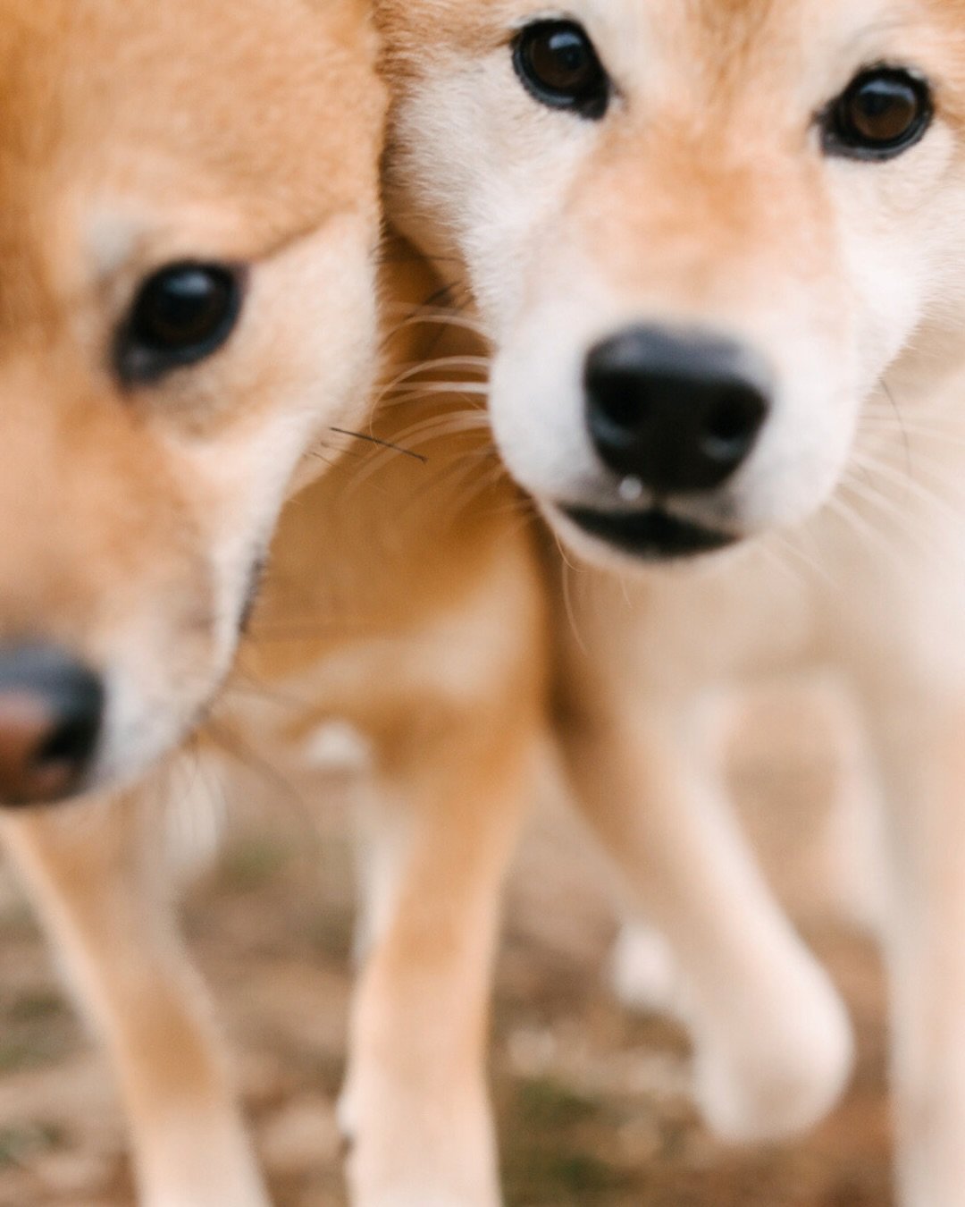 Woody &amp; Haru

Woody is the wise big brother at 9 years old. He was born in Hong Kong, and part of the family since he was a tiny potato in 2016. He made the big move to Adelaide in 2019 and has been living his best Aussie life ever since. He&rsqu