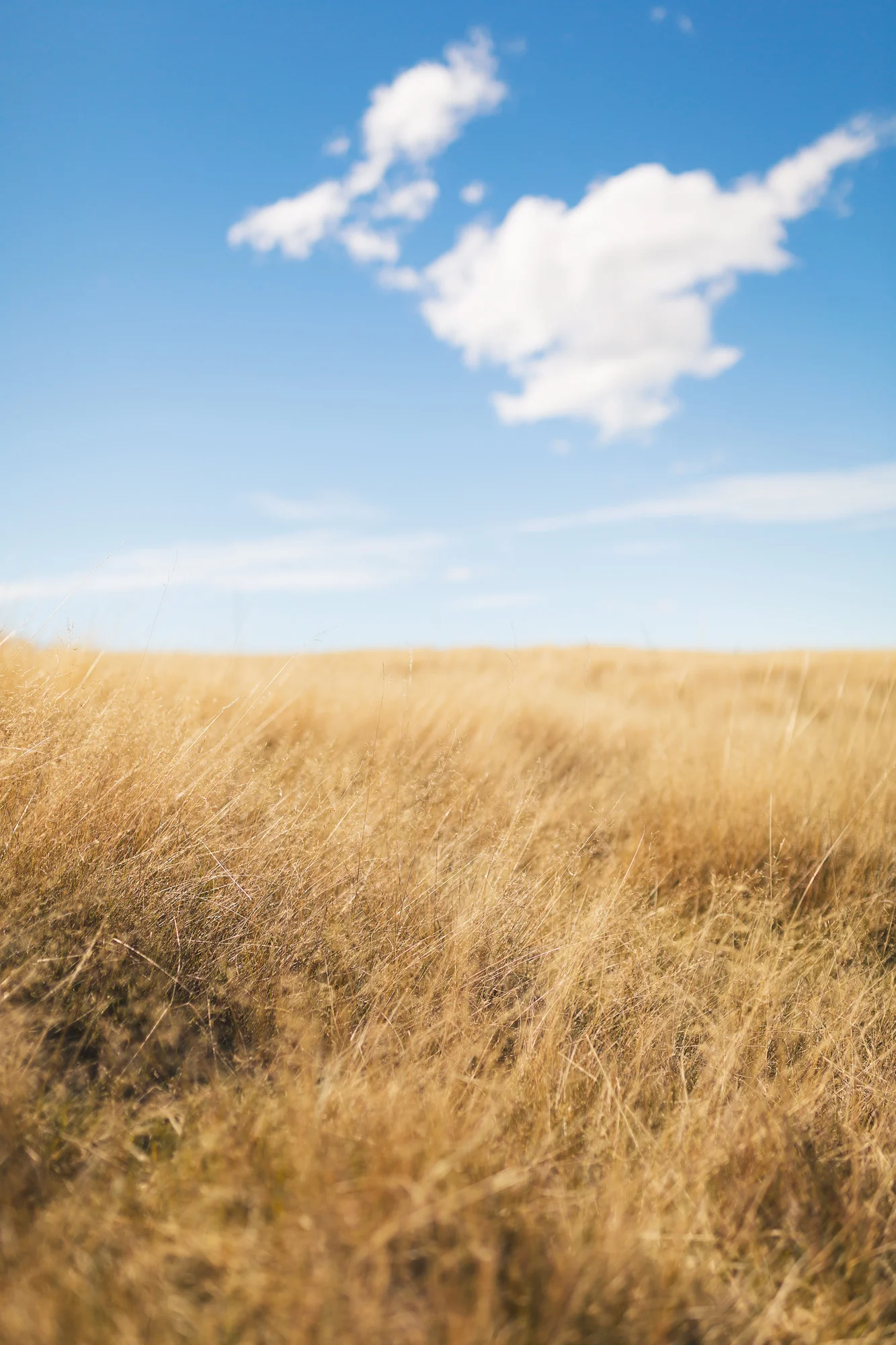 Field-colours.jpg