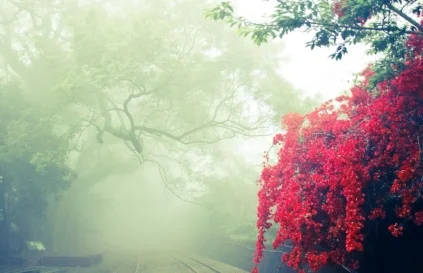 branches-daylight-environment-355296.jpg