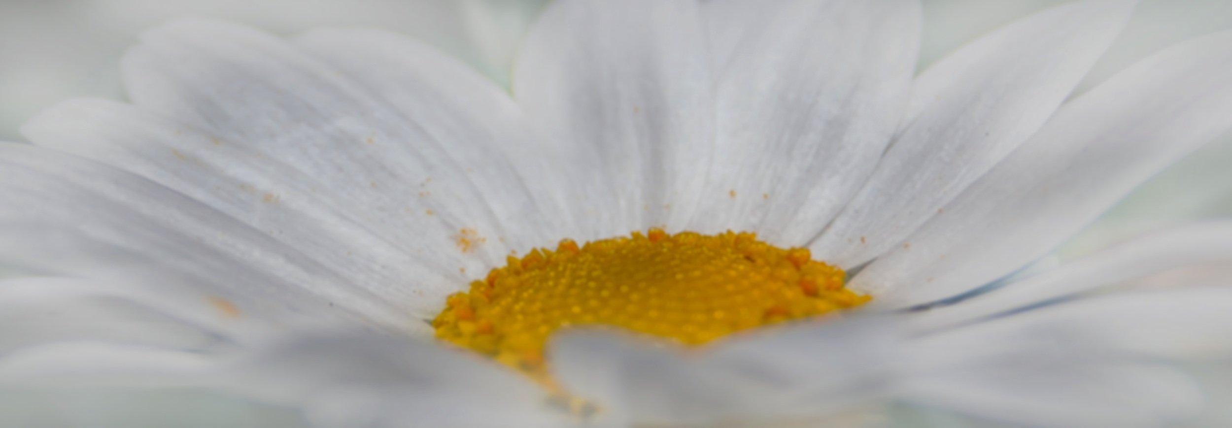 bloom-blossom-chrysanthemum-38285.jpg