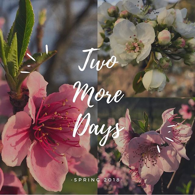 Eekkk! It&rsquo;s almost here and most the fruit trees are in bloom. 
#napavalley 
#justbloom
#springcountdown