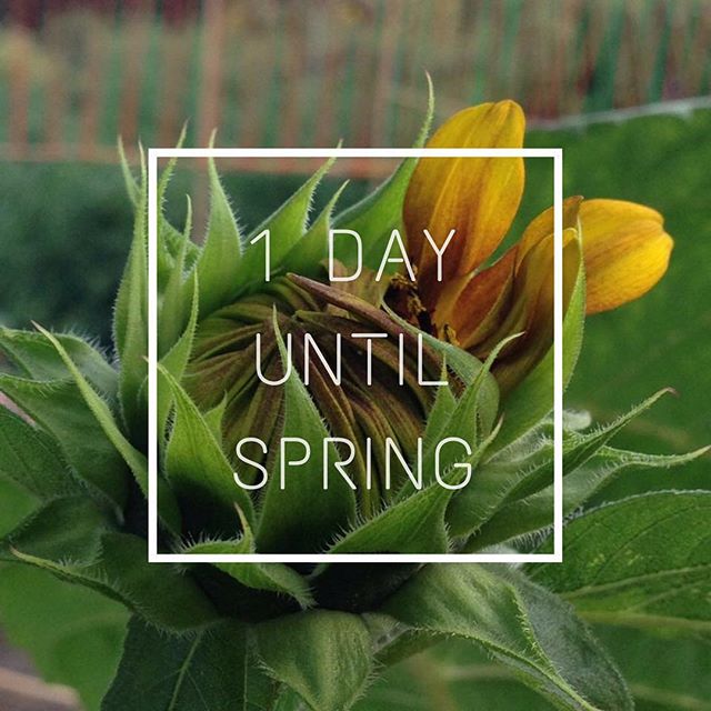 Tomorrow is officially spring! 
#springcountdown 
#napavalley 
#farm 
#MFF
#sunflower